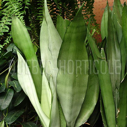 image de Sansevieria Moonshine