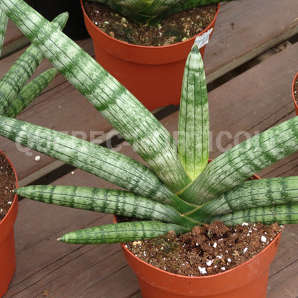 image de Sansevieria cylindrica Boncel