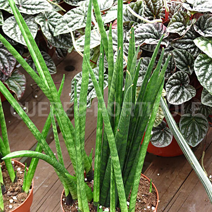 image de Sansevieria bacularis Mikado