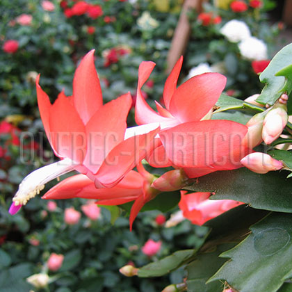 image de Schlumbergera truncata 