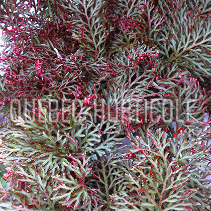 image de Selaginella Ruby Red