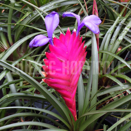 image de Tillandsia cyanea 