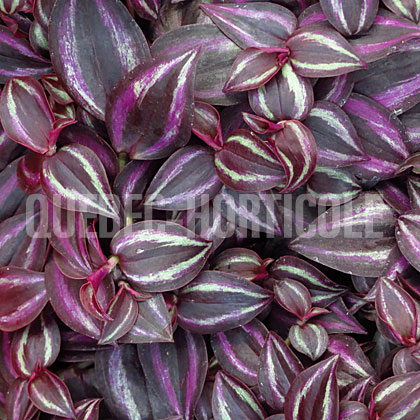 image de Tradescantia zebrina Purpusii