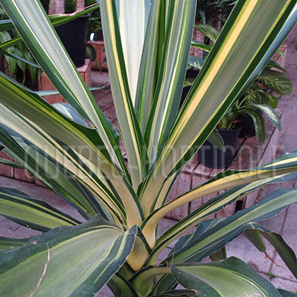 image de Yucca elephantipes 'Variegata' 