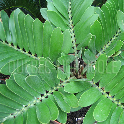 image de Zamia furfuracea 