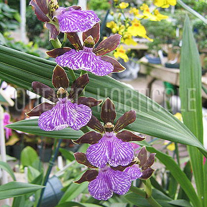 image de Zygopetalum sp. 