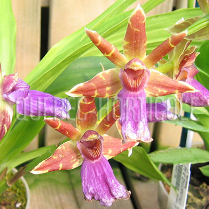 image de Zygopetalum sp. 