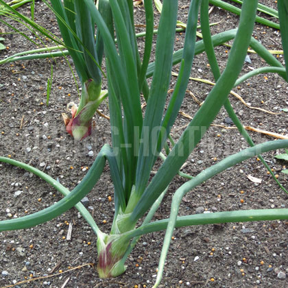 image de Allium ascalonicum Picador