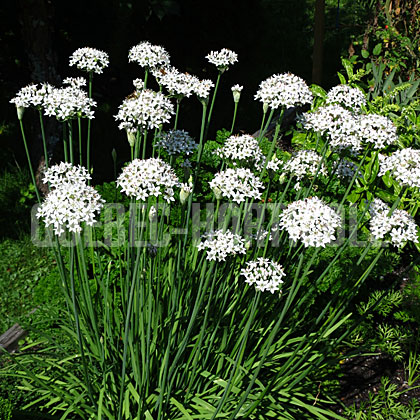 image de Allium tuberosum 