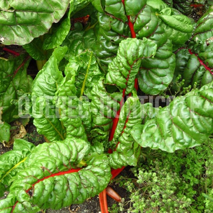 image de Beta vulgaris Rainbow