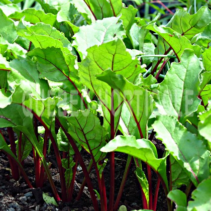 image de Beta vulgaris Red Ace