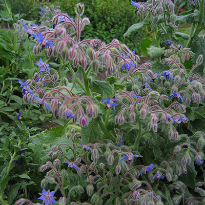 image de Borago officinalis 