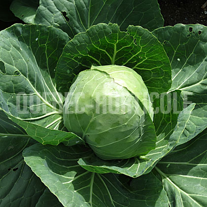 image de Brassica oleracea Katarina F1