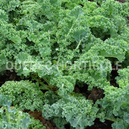 image de Brassica oleracea Prizm