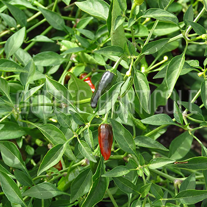 image de Capsicum annuum Apache