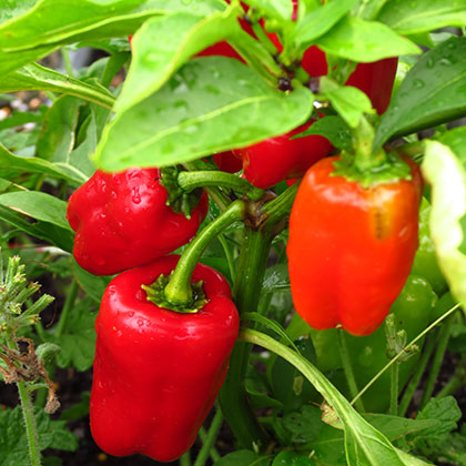 image de Capsicum Cajun Belle