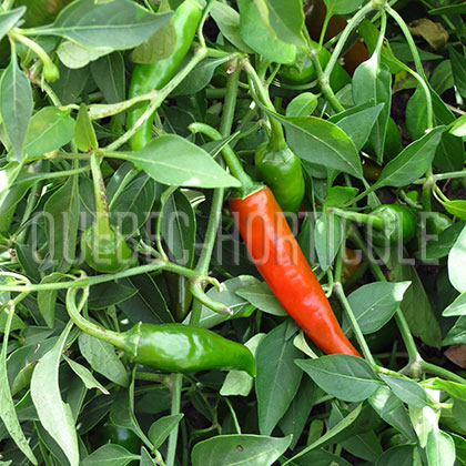 image de Capsicum annuum Cayenne