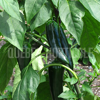 image de Capsicum annuum Emerald Fire