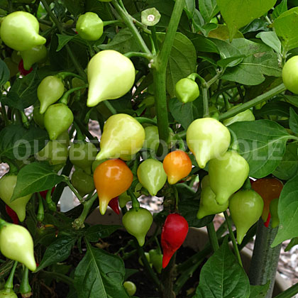 image de Capsicum chinense Biquinho Iracema