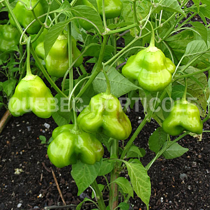 image de Capsicum Mad Hatter