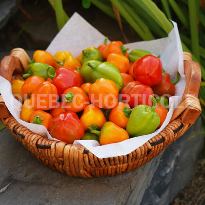 image de Capsicum Mini Bell Mix