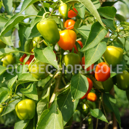 image de Capsicum Mini Bell Mix