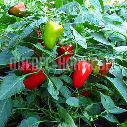 image de Capsicum Pretty N Sweet