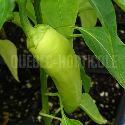 image de Capsicum Superette