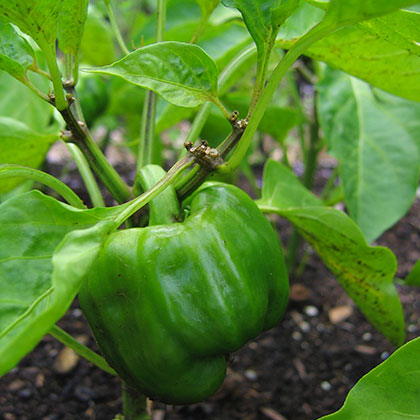 image de Capsicum annuum 