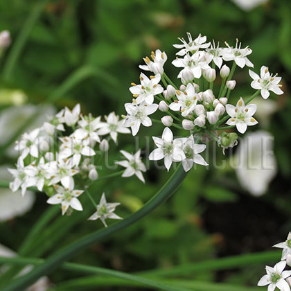 image de Allium tuberosum 