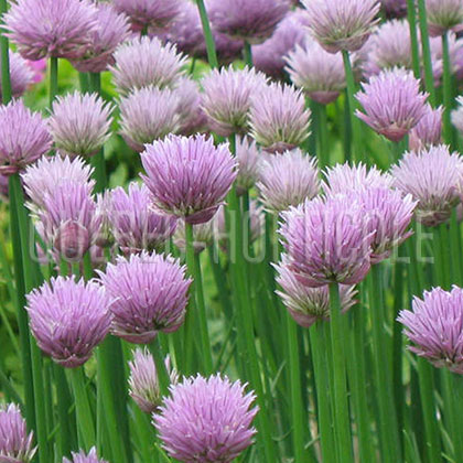 image de Allium schoenoprasum 