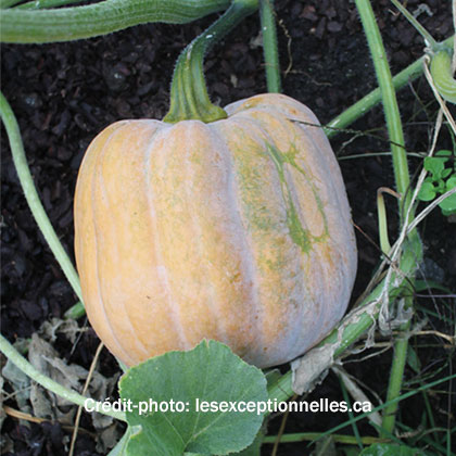 image de Cucurbita moschata Autumn Frost