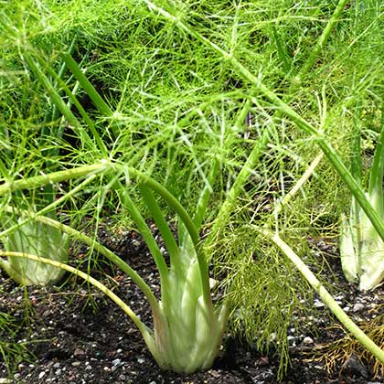 image de Foeniculum vulgare var. dulce 