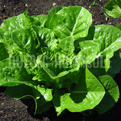 image de Lactuca Parris Island Cos Select