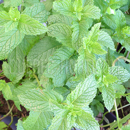 image de Mentha x villosa 