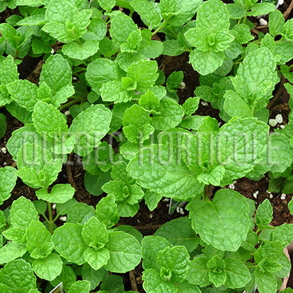 image de Mentha spicata var. nanah 