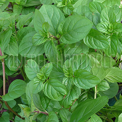 image de Mentha Orange