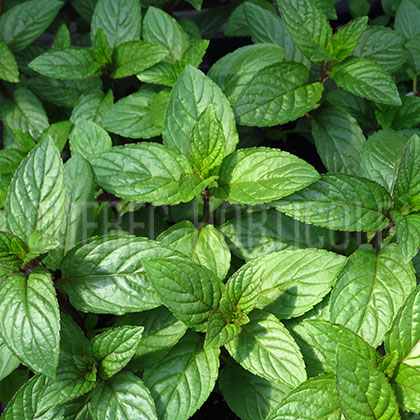 image de Mentha spicata var. piperita 