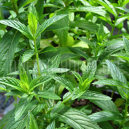 image de Mentha spicata 