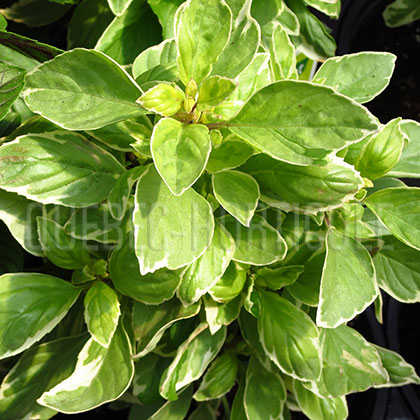 image de Ocimum citriodorum Pesto Perpetuo