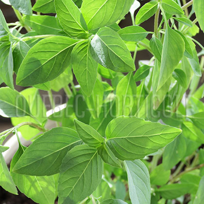 image de Ocimum basilicum var. thyrsiflora 