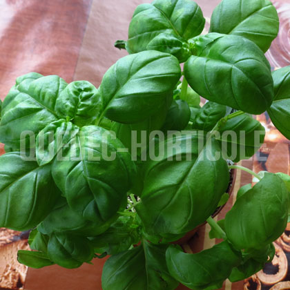 image de Ocimum à feuilles de laitue (Lettuce Leaf)