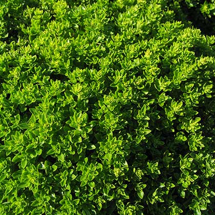 image de Ocimum basilicum Boxwood