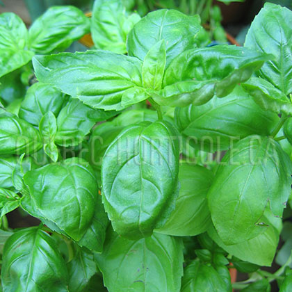 image de Ocimum Sweet Genovese