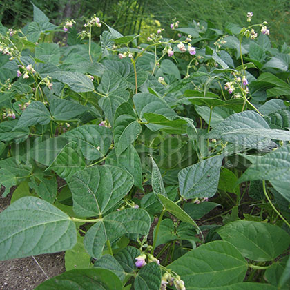 image de Phaseolus vulgaris 