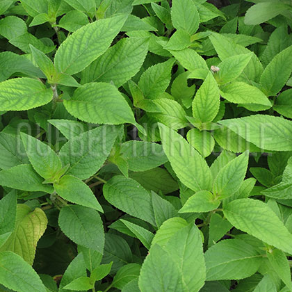 image de Salvia elegans Ananas