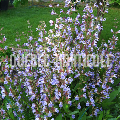 image de Salvia officinalis 