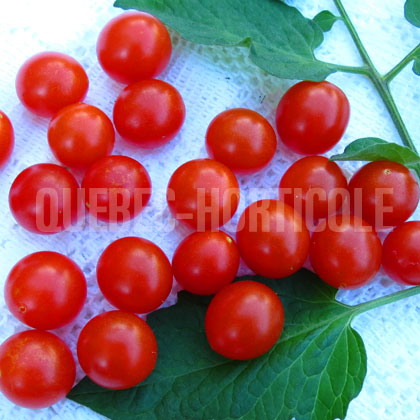 image de Solanum Bonbon Rouge