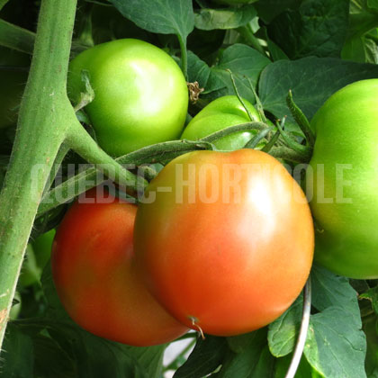 image de Solanum Cobra