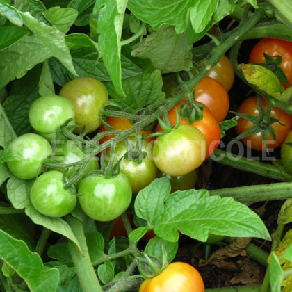 image de Solanum lycopersicum Profi-Frutti™ Cherry